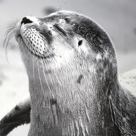 Kleine Robbe Whg1 Wustrow (Fischland)